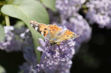 Kelebek Vanessa cardui leylak çiçeklerüzerinde. Tozlaşma çiçek açan leylaklar.