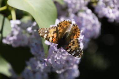 Kelebek Vanessa cardui leylak çiçeklerüzerinde. Tozlaşma çiçek açan leylaklar.