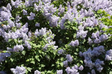 Kelebek Vanessa cardui leylak çiçeklerüzerinde. Tozlaşma çiçek açan leylaklar.
