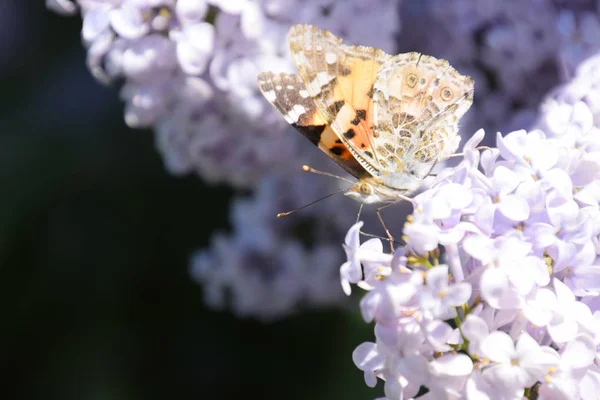 Butterfly Vanessa cardui on lilac flowers. Pollination blooming lilacs. — Stock Photo, Image