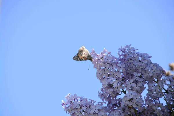 Mariposa Vanessa cardui sobre flores lila. Polinización lilas florecientes . — Foto de Stock