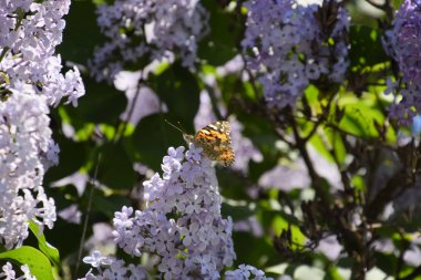 Kelebek Vanessa cardui leylak çiçeklerüzerinde. Tozlaşma çiçek açan leylaklar.