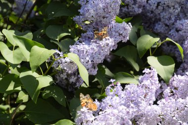 Kelebek Vanessa cardui leylak çiçeklerüzerinde. Tozlaşma çiçek açan leylaklar.