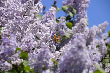Kelebek Vanessa cardui leylak çiçeklerüzerinde. Tozlaşma çiçek açan leylaklar.