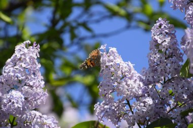 Kelebek Vanessa cardui leylak çiçeklerüzerinde. Tozlaşma çiçek açan leylaklar.
