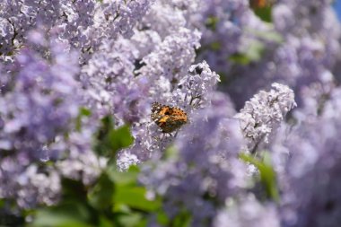 Kelebek Vanessa cardui leylak çiçeklerüzerinde. Tozlaşma çiçek açan leylaklar.