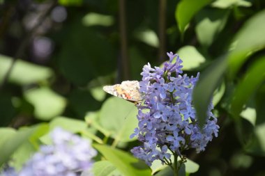 Kelebek Vanessa cardui leylak çiçeklerüzerinde. Tozlaşma çiçek açan leylaklar.