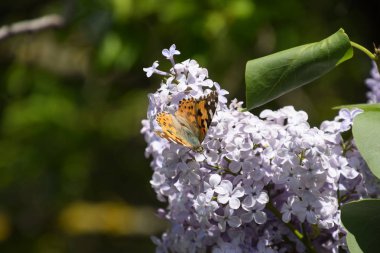 Kelebek Vanessa cardui leylak çiçeklerüzerinde. Tozlaşma çiçek açan leylaklar.