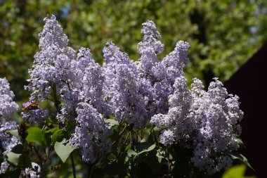 Kelebek Vanessa cardui leylak çiçeklerüzerinde. Tozlaşma çiçek açan leylaklar.