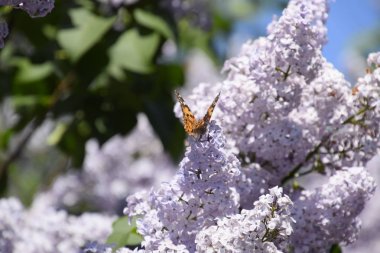 Kelebek Vanessa cardui leylak çiçeklerüzerinde. Tozlaşma çiçek açan leylaklar.