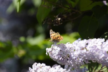 Kelebek Vanessa cardui leylak çiçeklerüzerinde. Tozlaşma çiçek açan leylaklar.