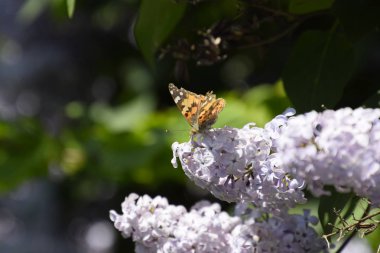 Kelebek Vanessa cardui leylak çiçeklerüzerinde. Tozlaşma çiçek açan leylaklar.