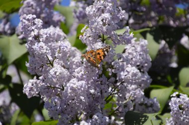 Kelebek Vanessa cardui leylak çiçeklerüzerinde. Tozlaşma çiçek açan leylaklar.