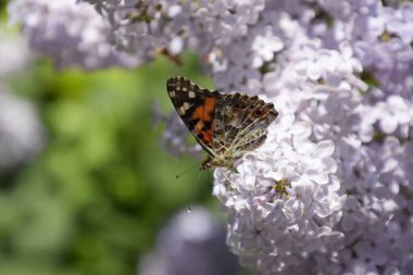 Kelebek Vanessa cardui leylak çiçeklerüzerinde. Tozlaşma çiçek açan leylaklar.