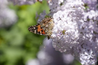 Kelebek Vanessa cardui leylak çiçeklerüzerinde. Tozlaşma çiçek açan leylaklar.