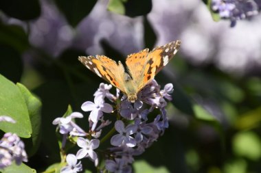 Kelebek Vanessa cardui leylak çiçeklerüzerinde. Tozlaşma çiçek açan leylaklar.