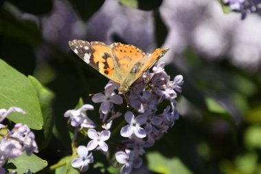 Kelebek Vanessa cardui leylak çiçeklerüzerinde. Tozlaşma çiçek açan leylaklar.