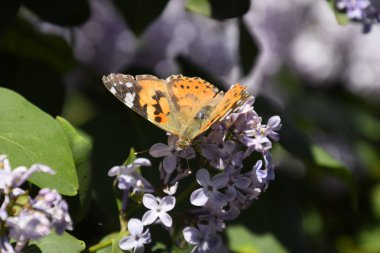 Kelebek Vanessa cardui leylak çiçeklerüzerinde. Tozlaşma çiçek açan leylaklar.
