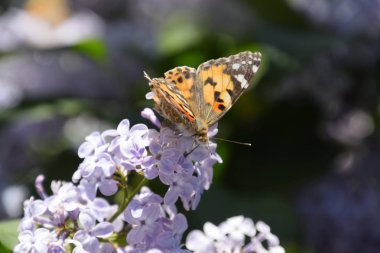 Kelebek Vanessa cardui leylak çiçeklerüzerinde. Tozlaşma çiçek açan leylaklar.