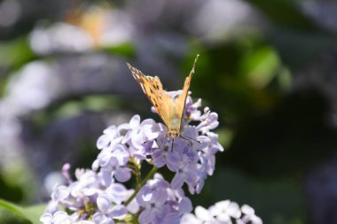 Kelebek Vanessa cardui leylak çiçeklerüzerinde. Tozlaşma çiçek açan leylaklar.