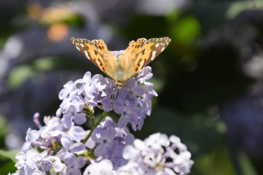 Kelebek Vanessa cardui leylak çiçeklerüzerinde. Tozlaşma çiçek açan leylaklar.