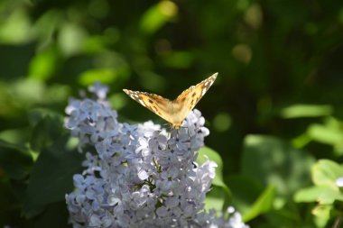 Kelebek Vanessa cardui leylak çiçeklerüzerinde. Tozlaşma çiçek açan leylaklar.