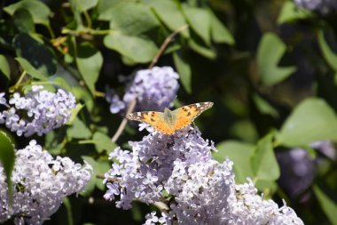 Kelebek Vanessa cardui leylak çiçeklerüzerinde. Tozlaşma çiçek açan leylaklar.