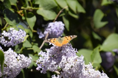 Kelebek Vanessa cardui leylak çiçeklerüzerinde. Tozlaşma çiçek açan leylaklar.