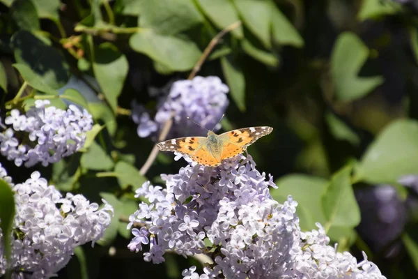 Kelebek Vanessa cardui leylak çiçeklerüzerinde. Tozlaşma çiçek açan leylaklar.