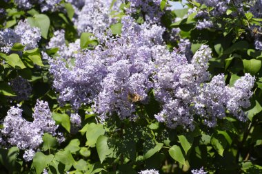 Kelebek Vanessa cardui leylak çiçeklerüzerinde. Tozlaşma çiçek açan leylaklar.