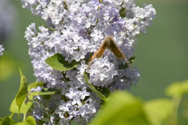 Kelebek Vanessa cardui leylak çiçeklerüzerinde. Tozlaşma çiçek açan leylaklar.