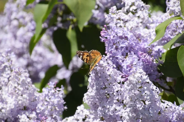 Kelebek Vanessa cardui leylak çiçeklerüzerinde. Tozlaşma çiçek açan leylaklar.