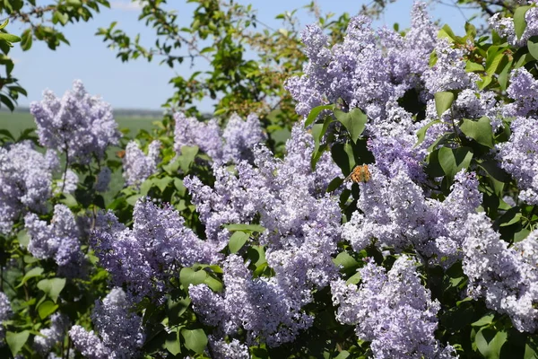 Kelebek Vanessa cardui leylak çiçeklerüzerinde. Tozlaşma çiçek açan leylaklar.