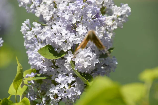 Kelebek Vanessa cardui leylak çiçeklerüzerinde. Tozlaşma çiçek açan leylaklar.