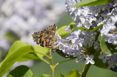 Kelebek Vanessa cardui leylak çiçeklerüzerinde. Tozlaşma çiçek açan leylaklar.
