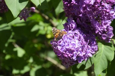 Kelebek Vanessa cardui leylak çiçeklerüzerinde. Tozlaşma çiçek açan leylaklar.