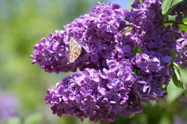 Butterfly Vanessa cardui on lilac flowers. Pollination blooming lilacs. clipart