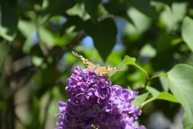 Kelebek Vanessa cardui leylak çiçeklerüzerinde. Tozlaşma çiçek açan leylaklar.