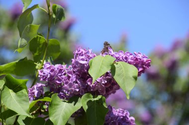 Kelebek Vanessa cardui leylak çiçeklerüzerinde. Tozlaşma çiçek açan leylaklar.
