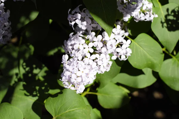 Flowers blooming lilac. Beautiful purple lilac flowers outdoors. — Stock Photo, Image