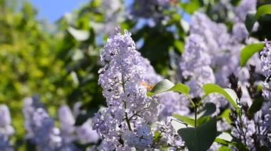 Kelebek Vanessa cardui leylak çiçeklerüzerinde. Tozlaşma lilalaklar açıyor. Vanessa cardui