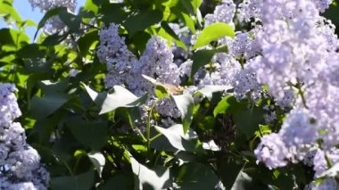 Kelebek Vanessa cardui leylak çiçeklerüzerinde. Tozlaşma lilalaklar açıyor. Vanessa cardui