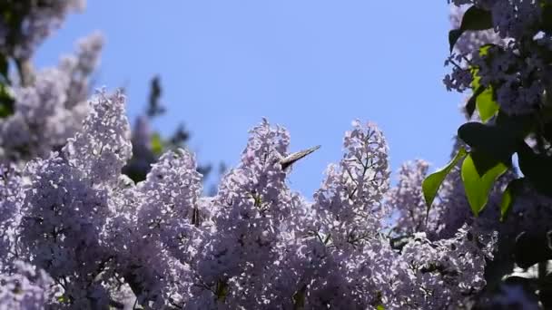 Schmetterling Vanessa Cardui Auf Lila Blüten Bestäubung Blühenden Flieder Vanessa — Stockvideo