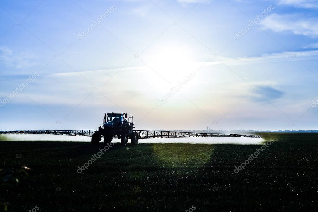 tractor with the help of a sprayer sprays liquid fertilizers on young wheat in the field.