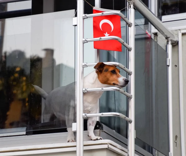 金属製の手すりを覗くバルコニーの犬。バルコニーにトルコの旗. — ストック写真