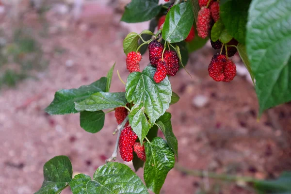 Beeren der roten Maulbeere auf Ästen eines Baumes. — Stockfoto