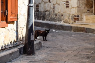 Evin köşesinde siyah kedi. Siyah kedi yol boyunca çalışır.