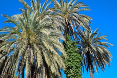 Phoenix canariensis palmiye