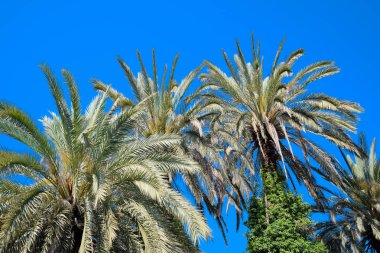 Phoenix canariensis palmiye