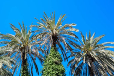 Phoenix canariensis palmiye